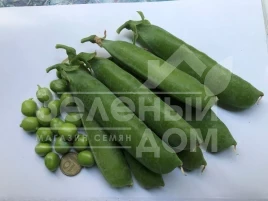Семена гороха Вондер / Vonder, 80-85 дней купить оптом и в розницу в Украине по выгодной цене
