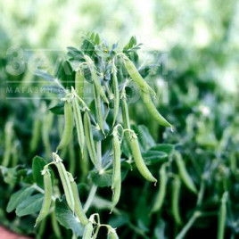 Насіння гороху Зонда / Zonda купити оптом і в роздріб в Україні за вигідною ціною