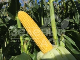 Семена кукурузы Турбин F1 / Turbin F1,70-72 дня купить оптом и в розницу в Украине по выгодной цене