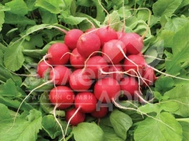 Семена редиса Сора / Sora купить оптом и в розницу в Украине по выгодной цене