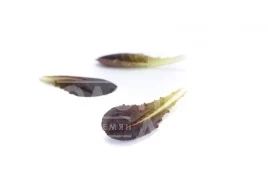 Семена салата Дзенарді (Zanardi RZ) ромен червоний купить оптом и в розницу в Украине по выгодной цене