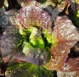 Семена салата Галба / Galba, 50-55 дней купить оптом и в розницу в Украине по выгодной цене