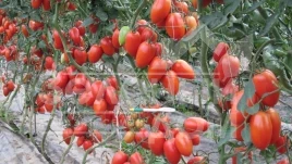 Семена томатов Колибри F1 / Colibri F1,70-75 дней купить оптом и в розницу в Украине по выгодной цене