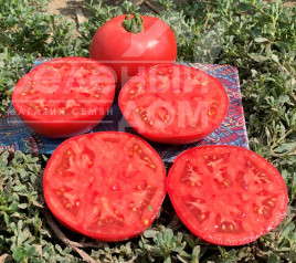 Насіння томатів Альма (ЕЗ 2104) F1 / Alma (EZ 2104) F1, 62-65 днів купити оптом і в роздріб в Україні за вигідною ціною