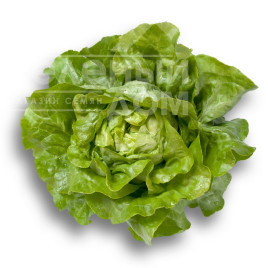 Насіння салату Джиска / Jiska купити оптом і в роздріб в Україні за вигідною ціною