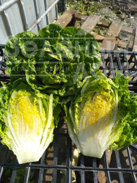 Насіння салату Ксарома / Xaroma купити оптом і в роздріб в Україні за вигідною ціною