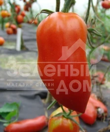 Семена томатов Хуго / Hugo купить оптом и в розницу в Украине по выгодной цене