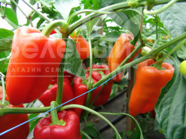 Насіння солодкого перцю Андреа / Andrea купити оптом і в роздріб в Україні за вигідною ціною