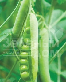 Семена гороха Муцио / Musio,65 дней купить оптом и в розницу в Украине по выгодной цене