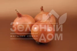 Лук репчатый Братко F1 / Bratko F1,115-120 дней купить оптом и в розницу в Украине по выгодной цене