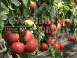 Насіння томатів Пінк Клер F1  (HTP-11) / Pink Claire F1  (HTP-11),105-115 днів купити оптом і в роздріб в Україні за вигідною ціною