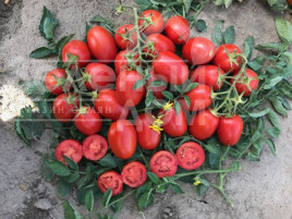 Насіння томатів 9905 F1 / 9905 F1,110-115 дней купити оптом і в роздріб в Україні за вигідною ціною