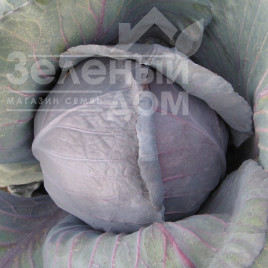 Насіння капусти червоноголової Кіото F1 / Kioto F1,75-85 днів купити оптом і в роздріб в Україні за вигідною ціною