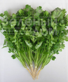 Насіння кінзи (коріандру) Лонг Стендінг / Long Standing купити оптом і в роздріб в Україні за вигідною ціною