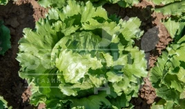 Семена салата Данило / Danilo купить оптом и в розницу в Украине по выгодной цене