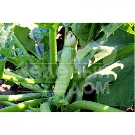 Семена кабачков Корделия F1 / Kordeliya F1 купить оптом и в розницу в Украине по выгодной цене