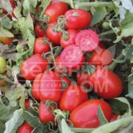 Семена томатов ЮГ 161 F1 / UG 161 F1,105 дней купить оптом и в розницу в Украине по выгодной цене