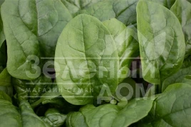 Семена шпината Кросстрек F1 / Krosstrek F1 купить оптом и в розницу в Украине по выгодной цене