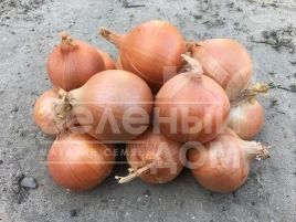 Лук репчатый Ироко F1 / Iroko F1 купить оптом и в розницу в Украине по выгодной цене