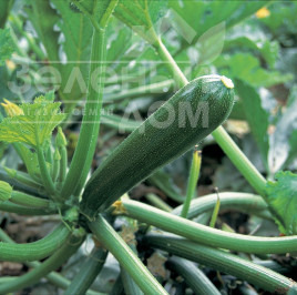 Насіння кабачків Кора F1 / Kora F1,40-42 дні купити оптом і в роздріб в Україні за вигідною ціною