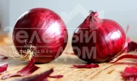 Насіння цибулі ріпчастої Кармен / Karmen,120 днів купити оптом і в роздріб в Україні за вигідною ціною