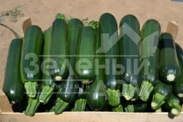 Семена кабачков Базальт F1 / Bazalt F1,45 дня купить оптом и в розницу в Украине по выгодной цене
