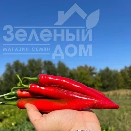 Семена горького перца Мелоді (Melody) F1 купить оптом и в розницу в Украине по выгодной цене