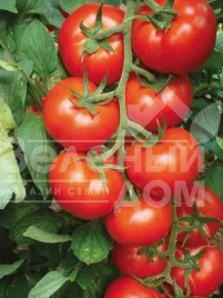 Семена томатов Зейнеп F1 / Zeynep F1 купить оптом и в розницу в Украине по выгодной цене
