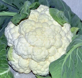 Семена капусты цветной Концепт F1 / Koncept F1,82-90 дней купить оптом и в розницу в Украине по выгодной цене