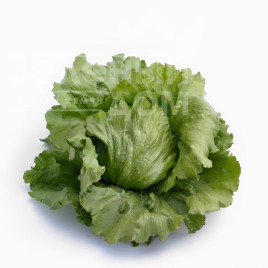 Насіння салату Айс Сіркл / Ice Sircle купити оптом і в роздріб в Україні за вигідною ціною