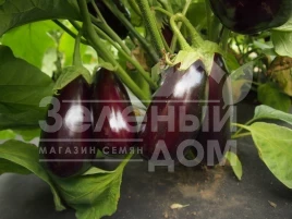 Семена баклажана Неро / Nero купить оптом и в розницу в Украине по выгодной цене