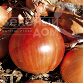 Цибуля ріпчаста Легасі / Legasy, 130-140 днів купити оптом і в роздріб в Україні за вигідною ціною