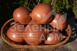 Лук репчатый Миссиссипи F1 / Mississippi F1,115 дней купить оптом и в розницу в Украине по выгодной цене