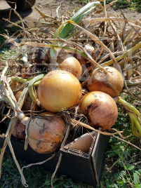 Цибуля ріпчаста Саманта F1 / Samanta F1,125-130 днів купити оптом і в роздріб в Україні за вигідною ціною