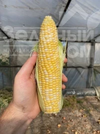 Семена кукурузы Кейт F1 / Kate F1, 76-77 дней купить оптом и в розницу в Украине по выгодной цене