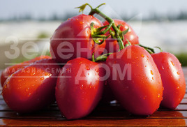 Насіння томатів Діно F1 / Dino F1,65-70 днів купити оптом і в роздріб в Україні за вигідною ціною