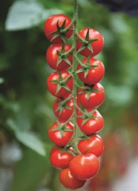 Семена томатов Марголь F1 / Margol F1,105-115 дней купить оптом и в розницу в Украине по выгодной цене