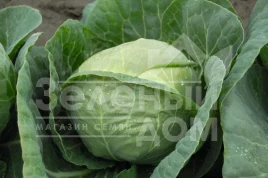 Семена капусты белокочанной Катарина F1 / Katarina F1,54 дня купить оптом и в розницу в Украине по выгодной цене