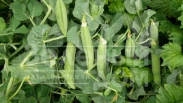 Семена гороха Мегасайз / Megasayz, 55-60 дней купить оптом и в розницу в Украине по выгодной цене