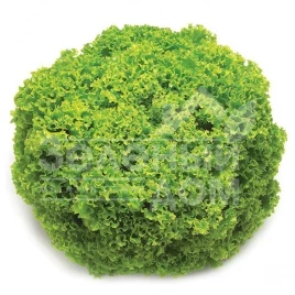 Семена салата Фрисол / Frisol  купить оптом и в розницу в Украине по выгодной цене