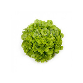 Насіння салату Кірінія / Kirinia купити оптом і в роздріб в Україні за вигідною ціною