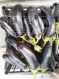 Насіння баклажанів Кемер 27 / Kemer 27, 75 днів купити оптом і в роздріб в Україні за вигідною ціною