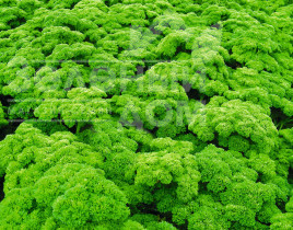 Насіння петрушки Петра / Petra,85 днів  купити оптом і в роздріб в Україні за вигідною ціною