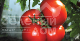 Насіння томатів Панекра F1 / Panekra F1,58-60 днів купити оптом і в роздріб в Україні за вигідною ціною