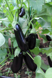 Баклажан Октавія F1 / Oktaviya F1,65 днів купити оптом і в роздріб в Україні за вигідною ціною