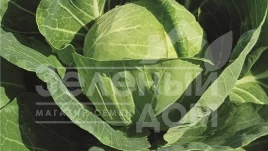 Семена капусты белокочанной Талис F1 / Thalys F1,60 дней купить оптом и в розницу в Украине по выгодной цене