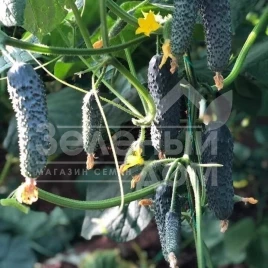 Семена огурцов Титаник(353) F1 / Titanik(353) F1,39-43 дня купить оптом и в розницу в Украине по выгодной цене