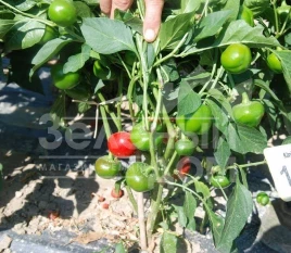 Семена горького перца Черри Файр F1 / Cheery Fire F1,80 дней купить оптом и в розницу в Украине по выгодной цене