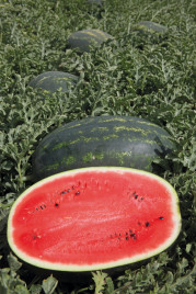 Насіння кавуна Мірсіні F1 / Mirsini F1,63-64 дні купити оптом і в роздріб в Україні за вигідною ціною