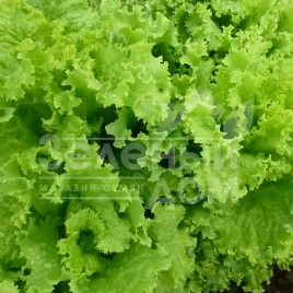 Семена салата КС 129 / KS 129,40-45 дней купить оптом и в розницу в Украине по выгодной цене